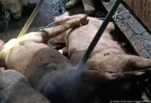 اسپین نے جمعہ کو تصدیق کی کہ کولسی ‌رولا پارک میں مردہ پائے جانے والے دو جنگلی سؤر وائرس سے متاثر تھے