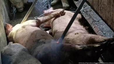 اسپین نے جمعہ کو تصدیق کی کہ کولسی ‌رولا پارک میں مردہ پائے جانے والے دو جنگلی سؤر وائرس سے متاثر تھے