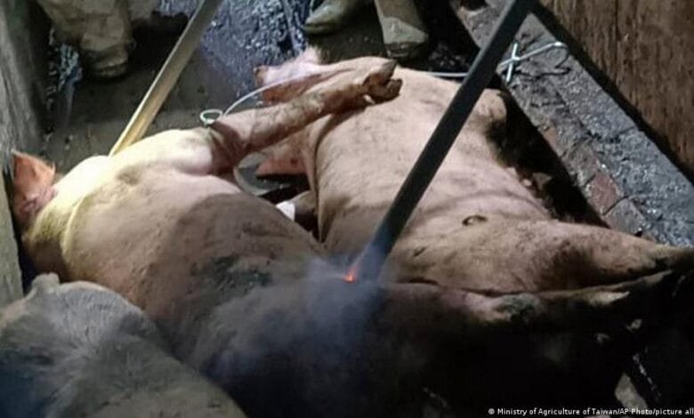 اسپین نے جمعہ کو تصدیق کی کہ کولسی ‌رولا پارک میں مردہ پائے جانے والے دو جنگلی سؤر وائرس سے متاثر تھے