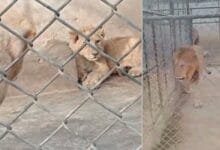 پاکستان کے صوبہ پنجاب میں پالتو شیروں کے حملے: خوف، سوالات اور حکومتی کریک ڈاؤن