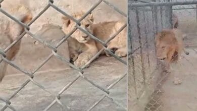 پاکستان کے صوبہ پنجاب میں پالتو شیروں کے حملے: خوف، سوالات اور حکومتی کریک ڈاؤن