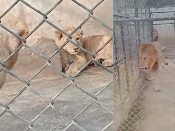 پاکستان کے صوبہ پنجاب میں پالتو شیروں کے حملے: خوف، سوالات اور حکومتی کریک ڈاؤن