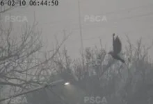 لائیو نگرانی کے دوران پتنگ کی ڈور میں پھنسے پرندے کو ریسکیو کر لیا گیا، فوری ردعمل پر پنجاب کی ہنگامی ٹیموں کی تعریف