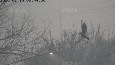 لائیو نگرانی کے دوران پتنگ کی ڈور میں پھنسے پرندے کو ریسکیو کر لیا گیا، فوری ردعمل پر پنجاب کی ہنگامی ٹیموں کی تعریف