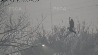 لائیو نگرانی کے دوران پتنگ کی ڈور میں پھنسے پرندے کو ریسکیو کر لیا گیا، فوری ردعمل پر پنجاب کی ہنگامی ٹیموں کی تعریف