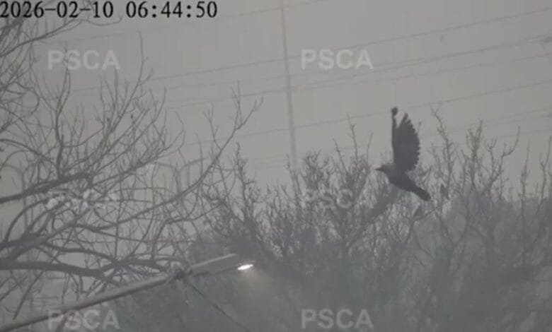 لائیو نگرانی کے دوران پتنگ کی ڈور میں پھنسے پرندے کو ریسکیو کر لیا گیا، فوری ردعمل پر پنجاب کی ہنگامی ٹیموں کی تعریف