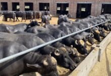 فیکٹ چیک: کیا پنجاب میں ’گوبر ٹیکس‘ نافذ کردیا گیا ہے؟ سوشل میڈیا پر ہنگامہ