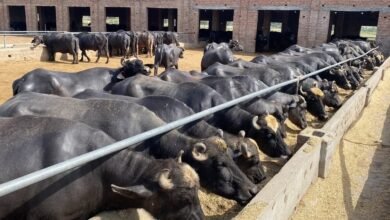 فیکٹ چیک: کیا پنجاب میں ’گوبر ٹیکس‘ نافذ کردیا گیا ہے؟ سوشل میڈیا پر ہنگامہ