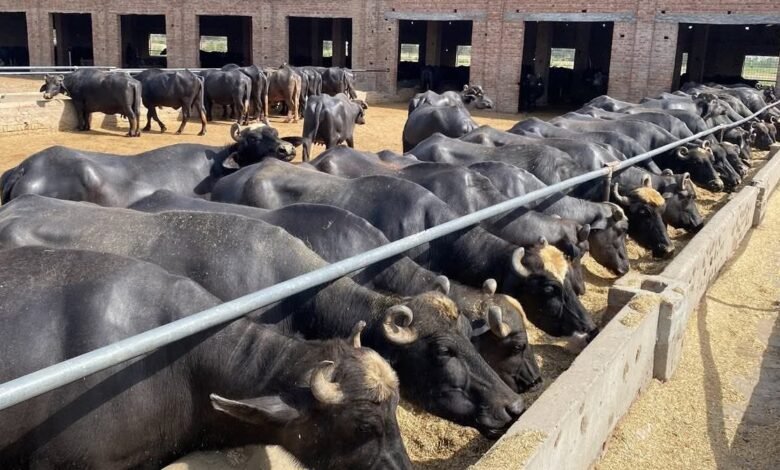 فیکٹ چیک: کیا پنجاب میں ’گوبر ٹیکس‘ نافذ کردیا گیا ہے؟ سوشل میڈیا پر ہنگامہ