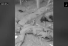 ضلع خیبر میں سیکیورٹی فورسز کا بڑا آپریشن: 22 شدت پسند ہلاک، سینی ٹائزیشن جاری