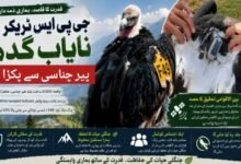 پاکستان کے مشہور سیاحتی مقام پیر چناسی میں GPS ٹریکر لگا نایاب گدھ برآمد