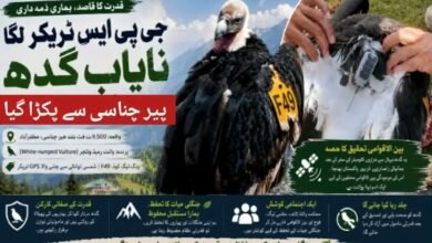 پاکستان کے مشہور سیاحتی مقام پیر چناسی میں GPS ٹریکر لگا نایاب گدھ برآمد