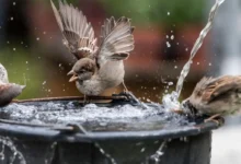 پاکستان میں پرندوں کو شدید گرمی سے بچانے کی کوشش