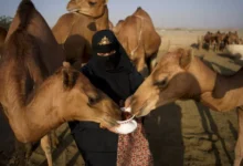 سعودی تخلیق کار مزنہ بنت عقاب کا منفرد سفر، اونٹوں کو سوشل میڈیا کے عالمی ستارے بنا دیا، بدوی ثقافت کا نرم اور خوبصورت رخ دنیا کے سامنے پیش