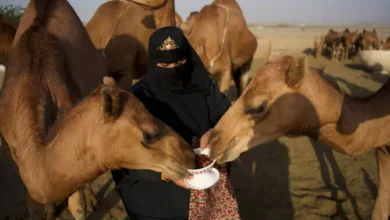 سعودی تخلیق کار مزنہ بنت عقاب کا منفرد سفر، اونٹوں کو سوشل میڈیا کے عالمی ستارے بنا دیا، بدوی ثقافت کا نرم اور خوبصورت رخ دنیا کے سامنے پیش