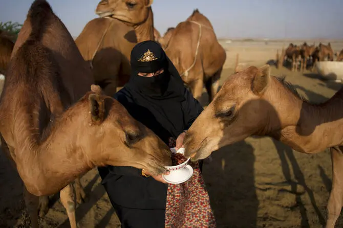سعودی تخلیق کار مزنہ بنت عقاب کا منفرد سفر، اونٹوں کو سوشل میڈیا کے عالمی ستارے بنا دیا، بدوی ثقافت کا نرم اور خوبصورت رخ دنیا کے سامنے پیش